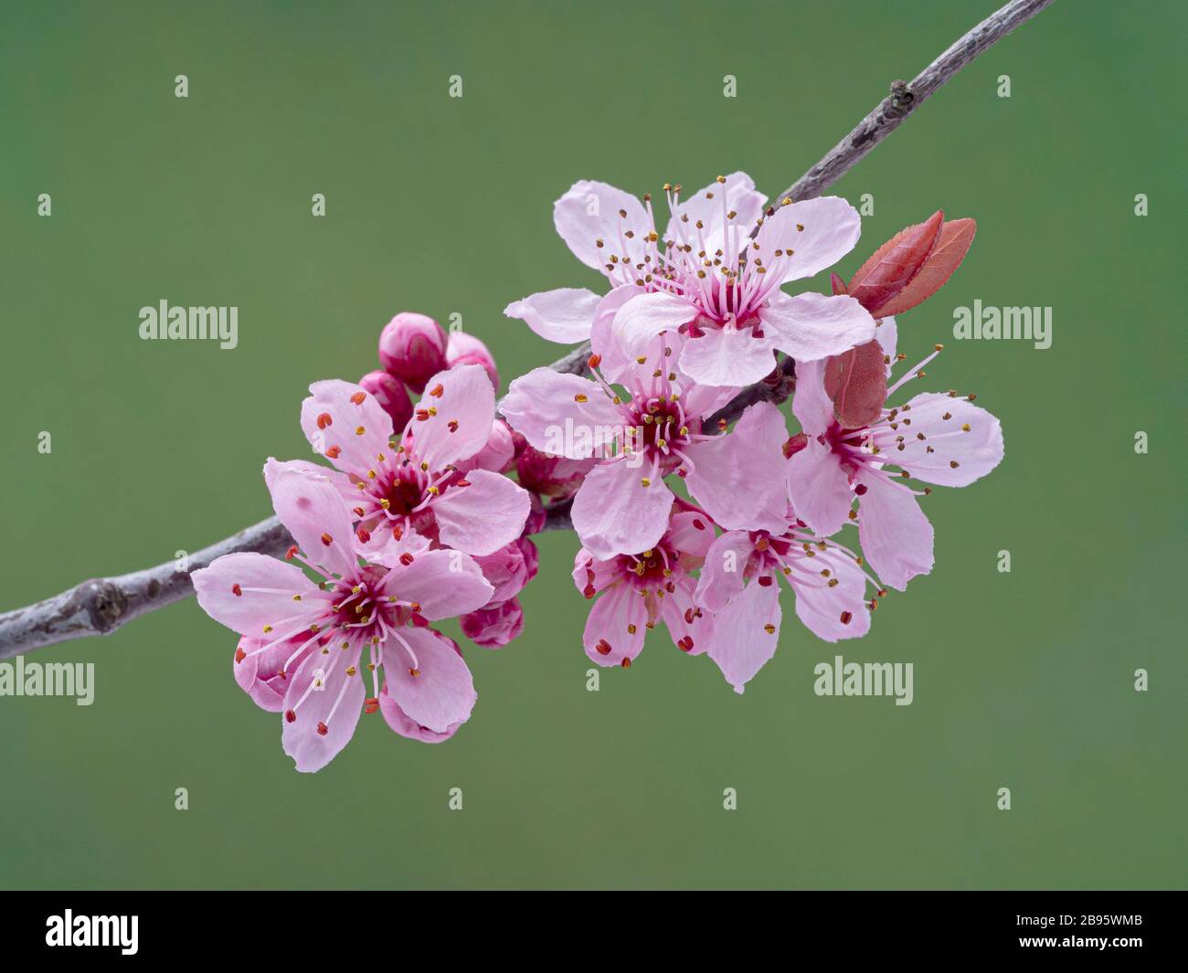 Primo piano dei fiori primaverili di un albero di susina (specie di Prunus) che fiorisce a Ladner, Delta, British Columbia, Canada Foto Stock