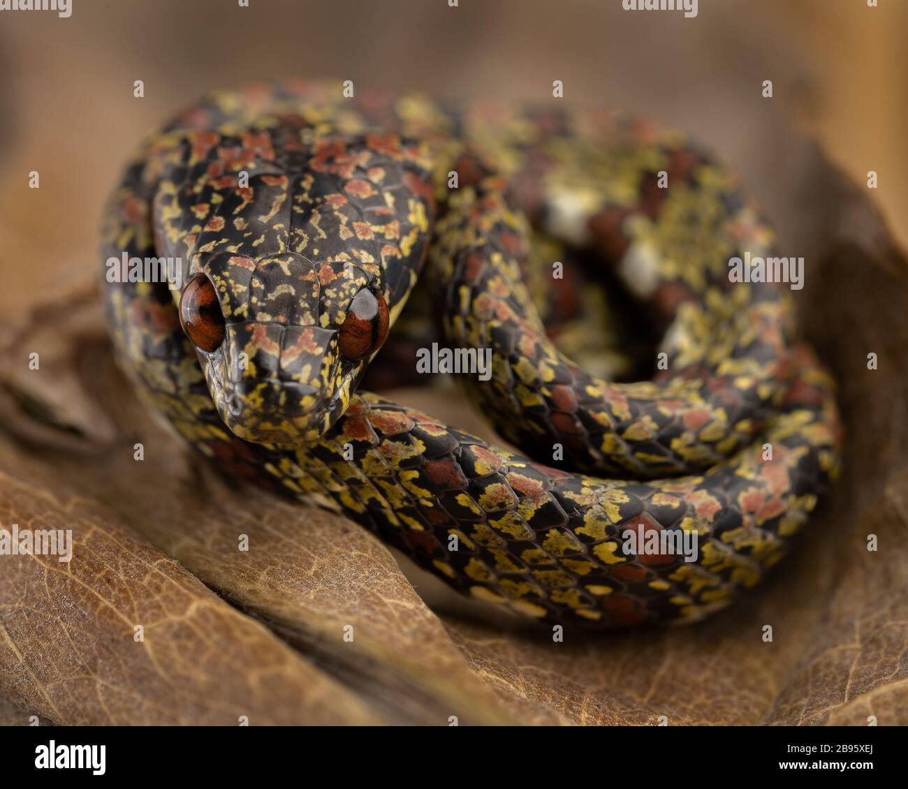 Fotografia di serpente Foto Stock