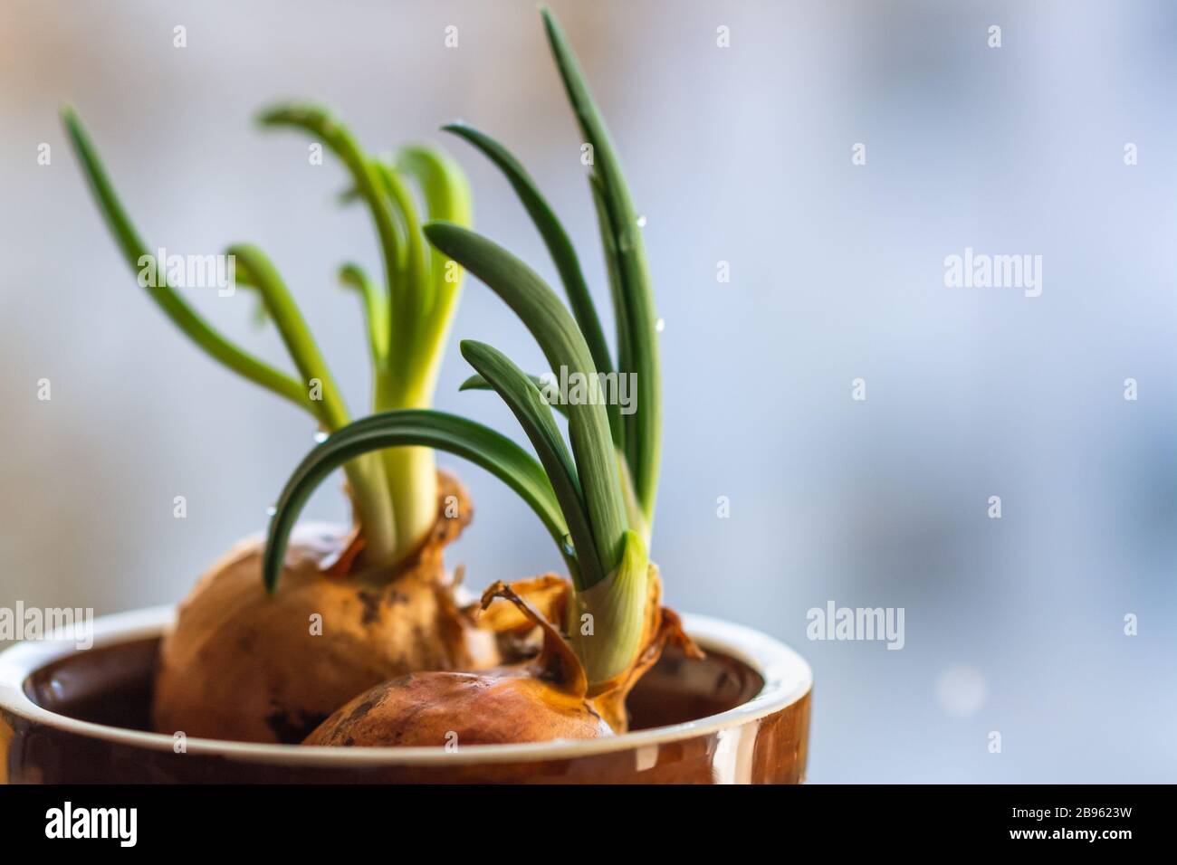 Cipolla con erba cipollina che cresce a casa sulla finestra della cucina. Il concetto di alimenti biologici sani. Foto Stock