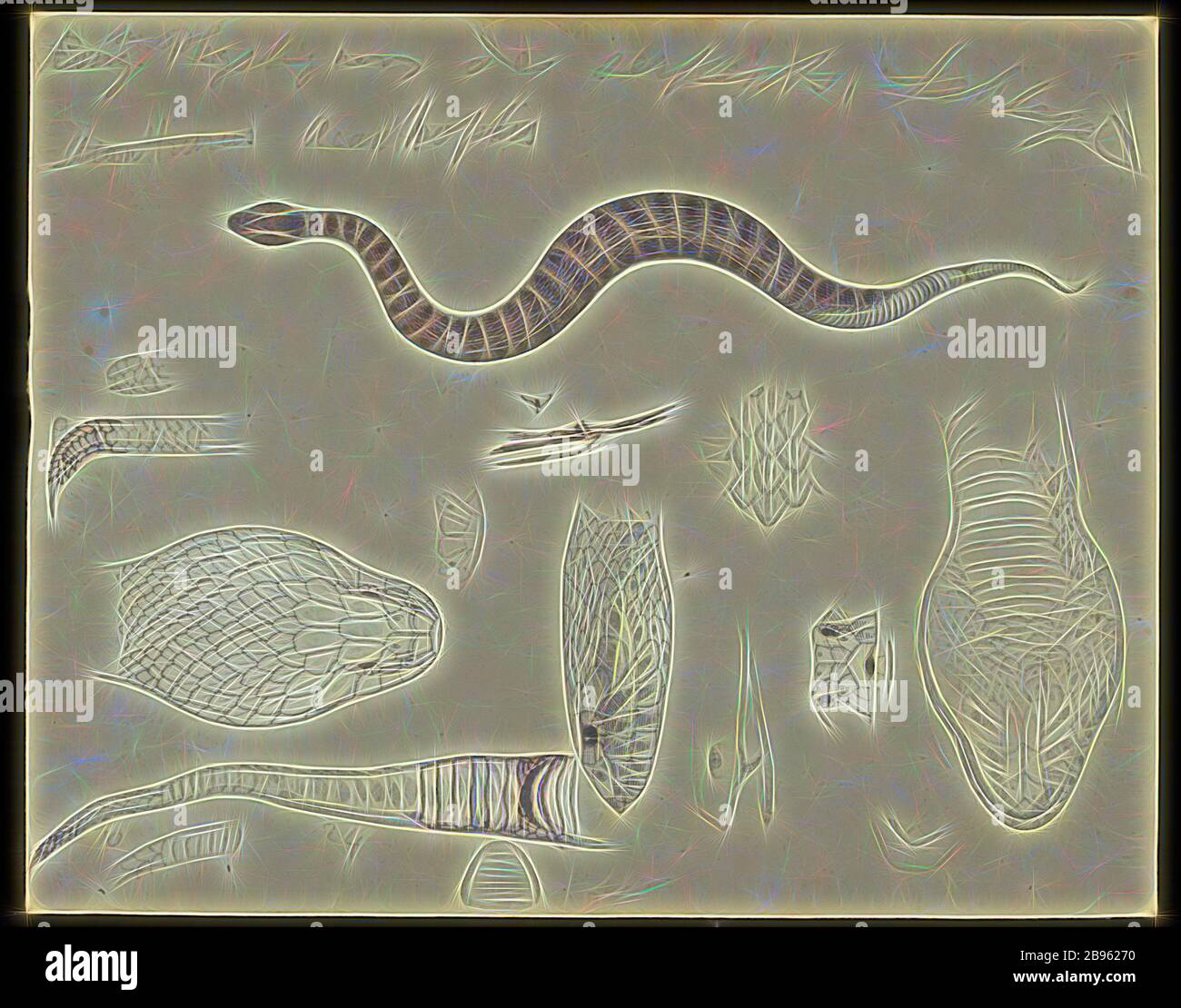 Illustrazione - matita, acquerello & inchiostro indiano sulla carta di Acanthophis antarcticus, adder di morte, illustrazione per la piastra 12 nel Modromus della Zoologia di Victoria da Frederick McCoy., reimmaginata da Gibon, disegno di calore allegro di luminosità e raggi di luce radianza. Arte classica reinventata con un tocco moderno. La fotografia ispirata al futurismo, che abbraccia l'energia dinamica della tecnologia moderna, del movimento, della velocità e rivoluziona la cultura. Foto Stock