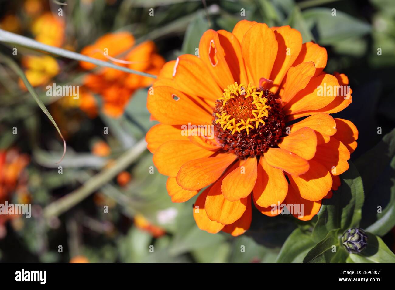 Fiore di color arancio brillante con molte foglie verdi e alcuni fiori gialli più piccoli in un'immagine a colori di primo piano. Vivace e colorato. Foto Stock