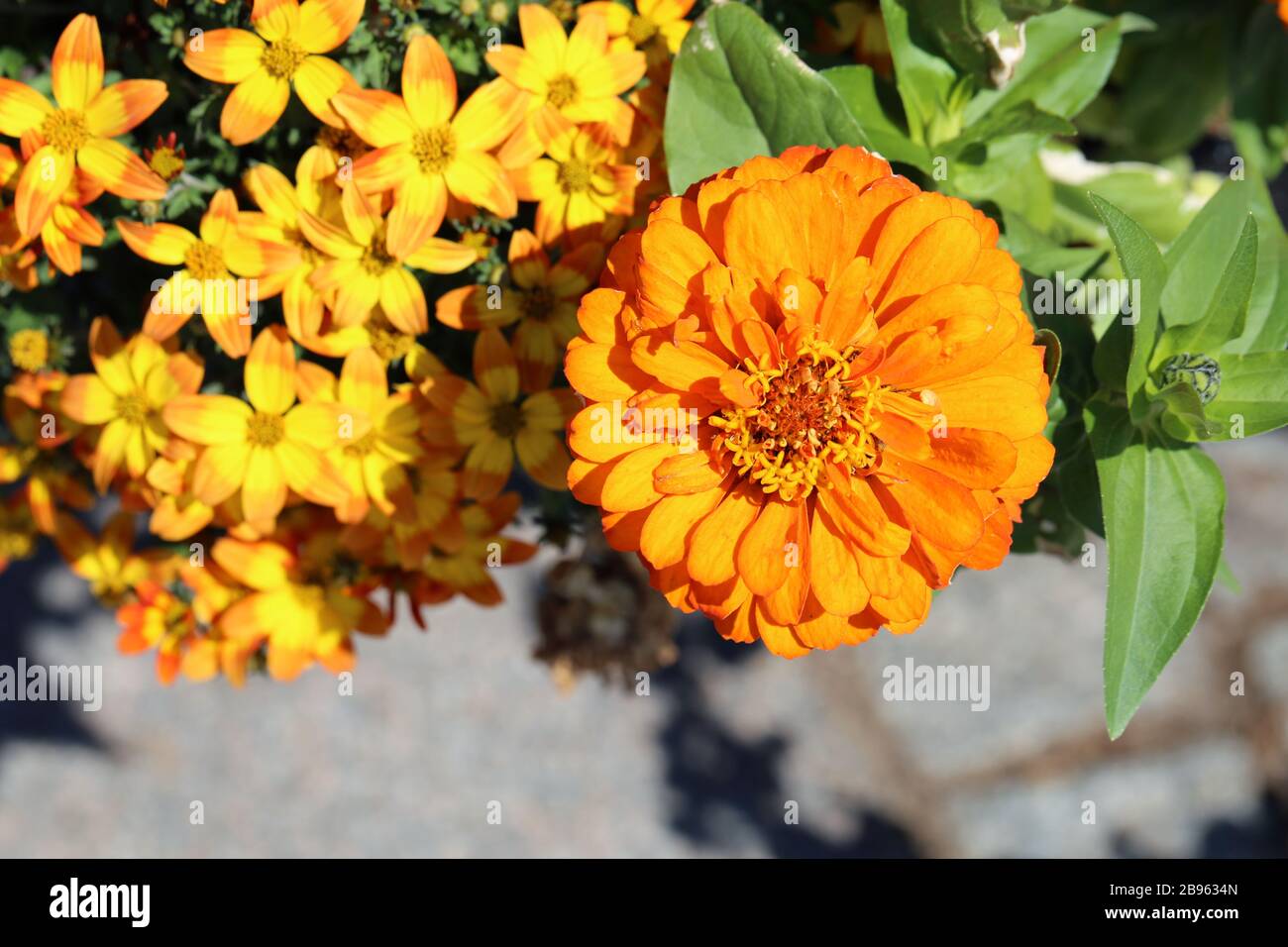Fiore di color arancio brillante con molte foglie verdi e alcuni fiori gialli più piccoli in un'immagine a colori di primo piano. Vivace e colorato. Foto Stock