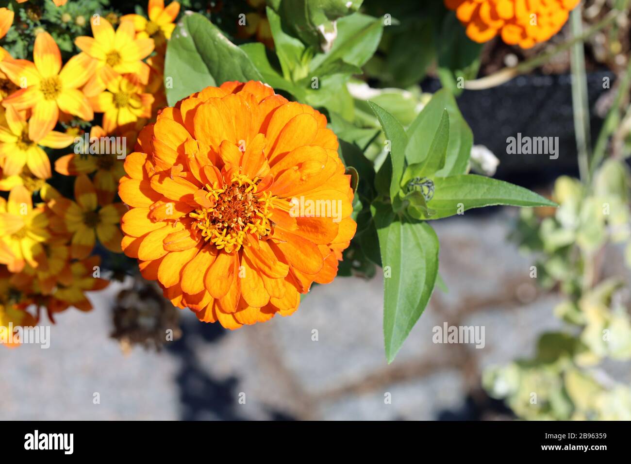 Fiore di color arancio brillante con molte foglie verdi e alcuni fiori gialli più piccoli in un'immagine a colori di primo piano. Vivace e colorato. Foto Stock