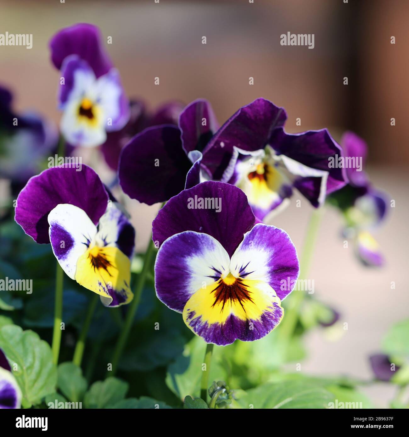 Fiori di pansy tricolore viola, giallo e bianco in una macro immagine. Potete vedere i fiori multipli e graziosi della viola in un primo piano con lo sfondo molle. Foto Stock