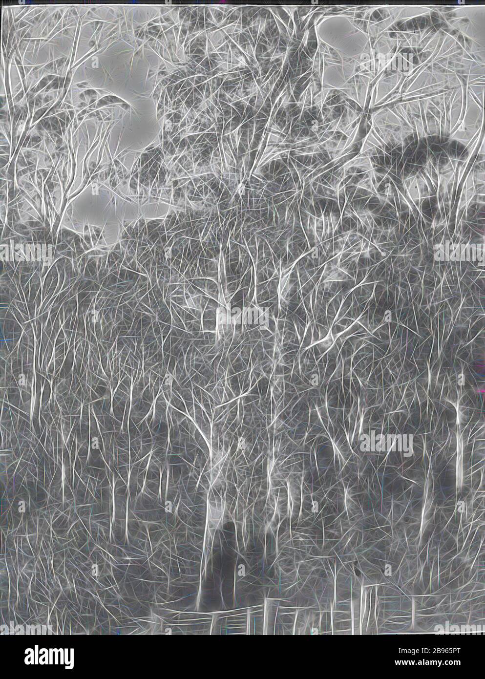 Lantern Slide - bushland, Australia, Date Unknown, immagine bianca e nera del bushland australiano naturale fotografato da A.J. Campbell., Reimagined by Gibon, design di calore allegro di luminosità e raggi di luce radianza. Arte classica reinventata con un tocco moderno. La fotografia ispirata al futurismo, che abbraccia l'energia dinamica della tecnologia moderna, del movimento, della velocità e rivoluziona la cultura. Foto Stock