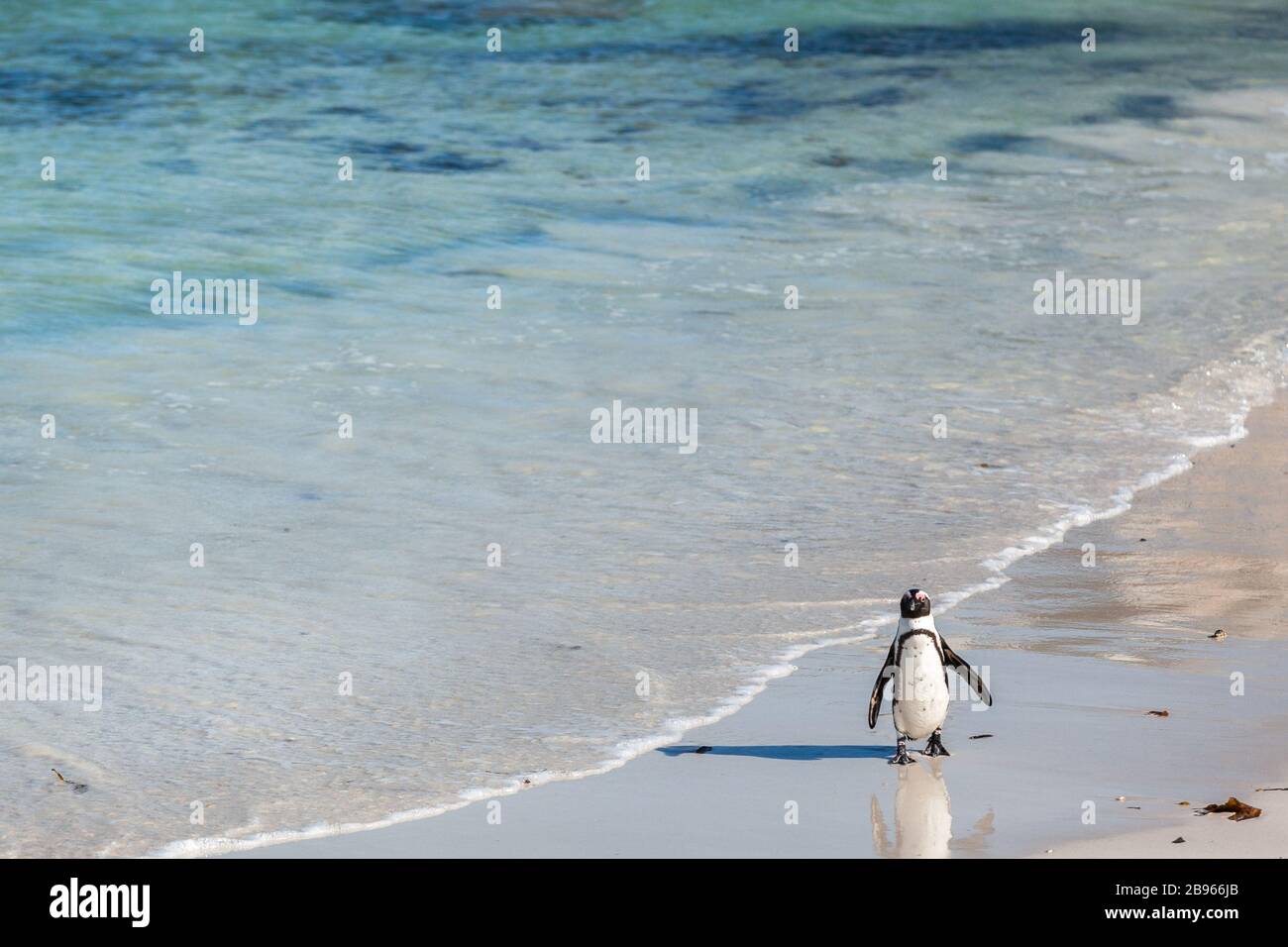 Penguin a piedi lungo la spiaggia di Boulders. Foto Stock