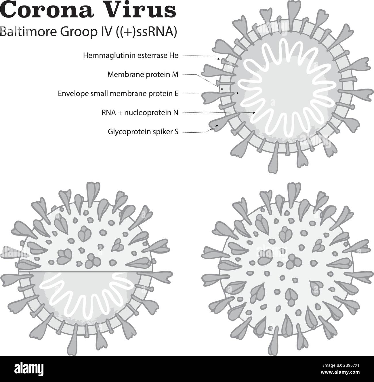 Diagramma della struttura delle particelle di Coronavirus 2019-nC0V. Microbo dell'epidemia di COVID-19 pandemico. Il virus attacca le vie respiratorie, infezioni medico rischio per la salute. Semplice stile cartoon piatto Illustrazione Vettoriale