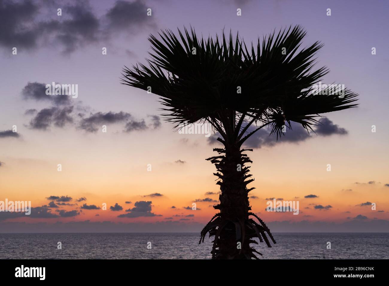 La silhouette di palme lungo l'oceano al tramonto Foto Stock