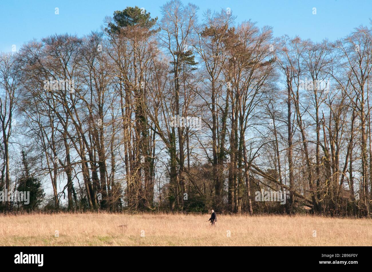Un uomo che cammina il suo cane esemplifica le distanze sociali in Surrey, Inghilterra Foto Stock