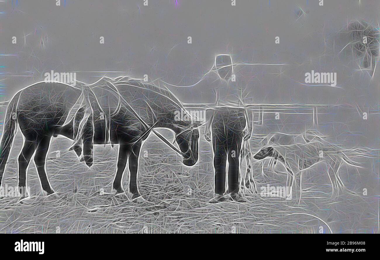 Negativo - uomo con Cavallo, Grayhounds & Dead conigli & Foxes, Nhill, Victoria, 1919, un uomo con il suo cavallo e i suoi cani. Dopo aver corteggiato con i suoi cani, la borsa era due volpi e due conigli. Uno dei cani, 'Tommy', ha vinto molti eventi di corteggiamento nel quartiere., Reimagined by Gibon, design di calore allegro di luminosità e raggi di luce radianza. Arte classica reinventata con un tocco moderno. La fotografia ispirata al futurismo, che abbraccia l'energia dinamica della tecnologia moderna, del movimento, della velocità e rivoluziona la cultura. Foto Stock