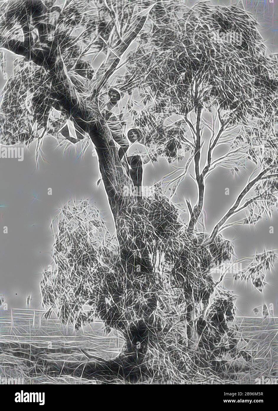 Negativo - Nhill District, Victoria, 1912, uomini che prendono il miele da un alveare in un albero sulla fattoria 'Boxdale'., Reimagined da Gibon, disegno di calore allegro di luminosità e raggi di luce radianza. Arte classica reinventata con un tocco moderno. La fotografia ispirata al futurismo, che abbraccia l'energia dinamica della tecnologia moderna, del movimento, della velocità e rivoluziona la cultura. Foto Stock