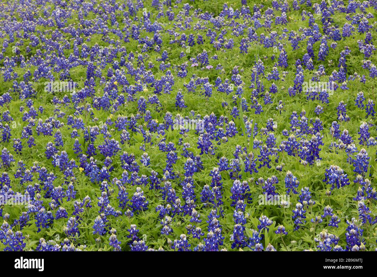 Campo di bluebonnet in Texas Foto Stock