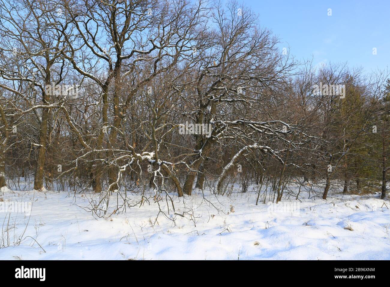 alberi di quercia nella foresta in inverno Foto Stock