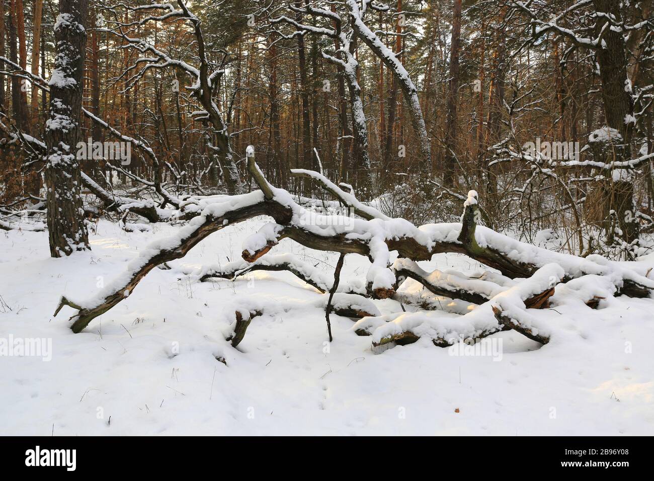 paesaggio con vecchio albero morto nella foresta invernale Foto Stock