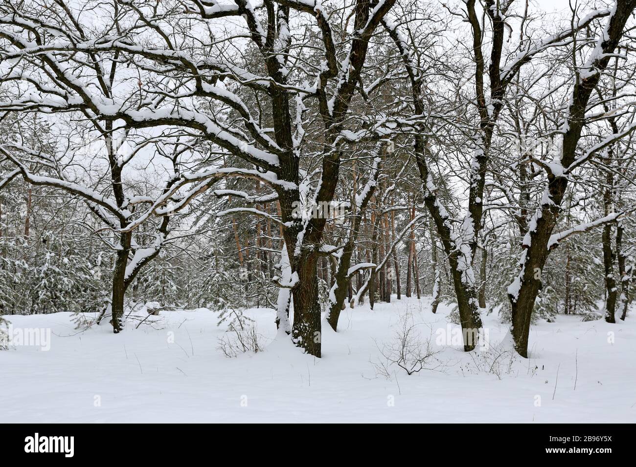 Paesaggio invernale con querce sotto la neve Foto Stock