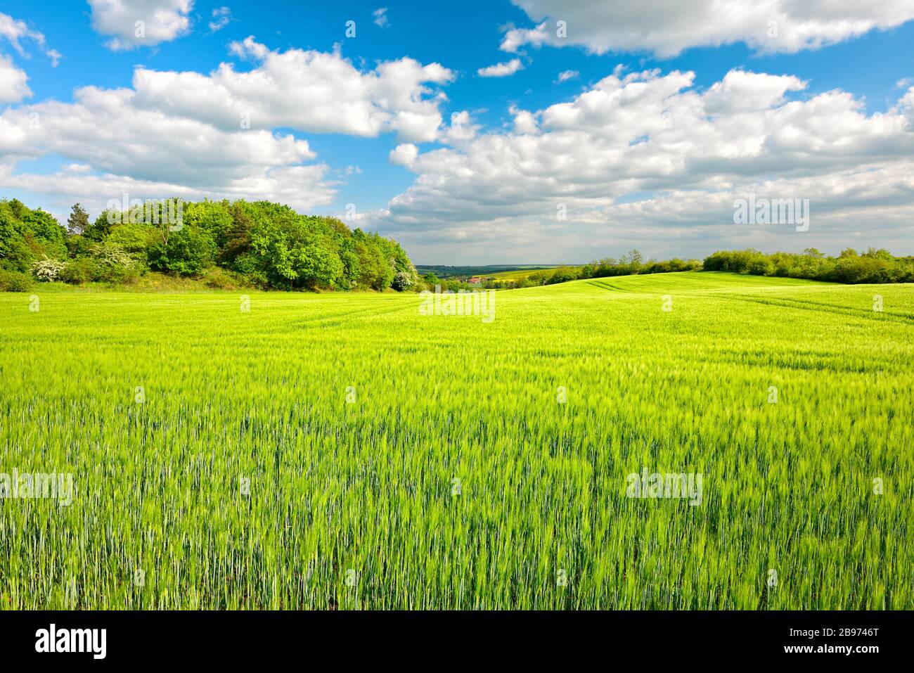 Campo di orzo verde delimitato da siepi in primavera, cielo blu con cumuli nuvole, vicino Wettin, Saalekreis, Sassonia-Anhalt, Germania Foto Stock