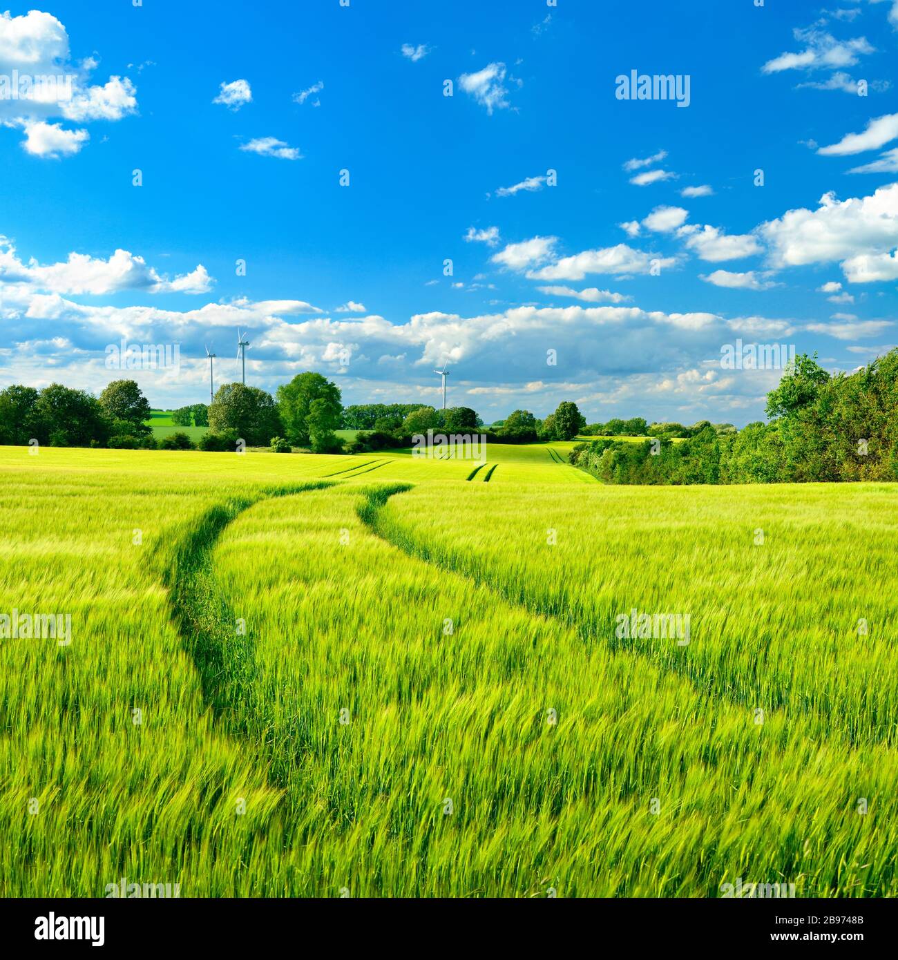 Campo di orzo verde in primavera, cielo blu con nuvole, turbine eoliche all'orizzonte, Saalekreis, Sassonia-Anhalt, Germania Foto Stock
