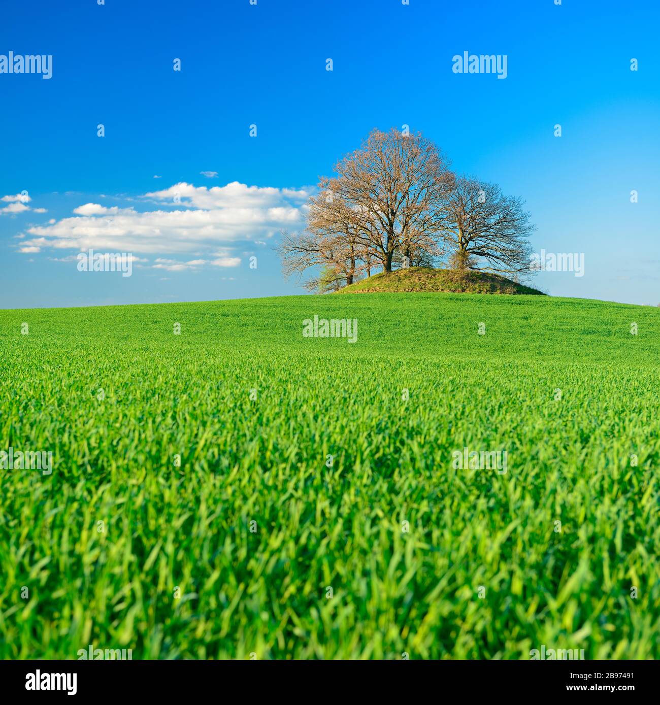 Campo verde in primavera, cielo blu con nuvole bianche, all'orizzonte un tumulo preistorico di sepoltura, vicino Cracovia am See, Mecklenburg-Vorpommern, Germania Foto Stock