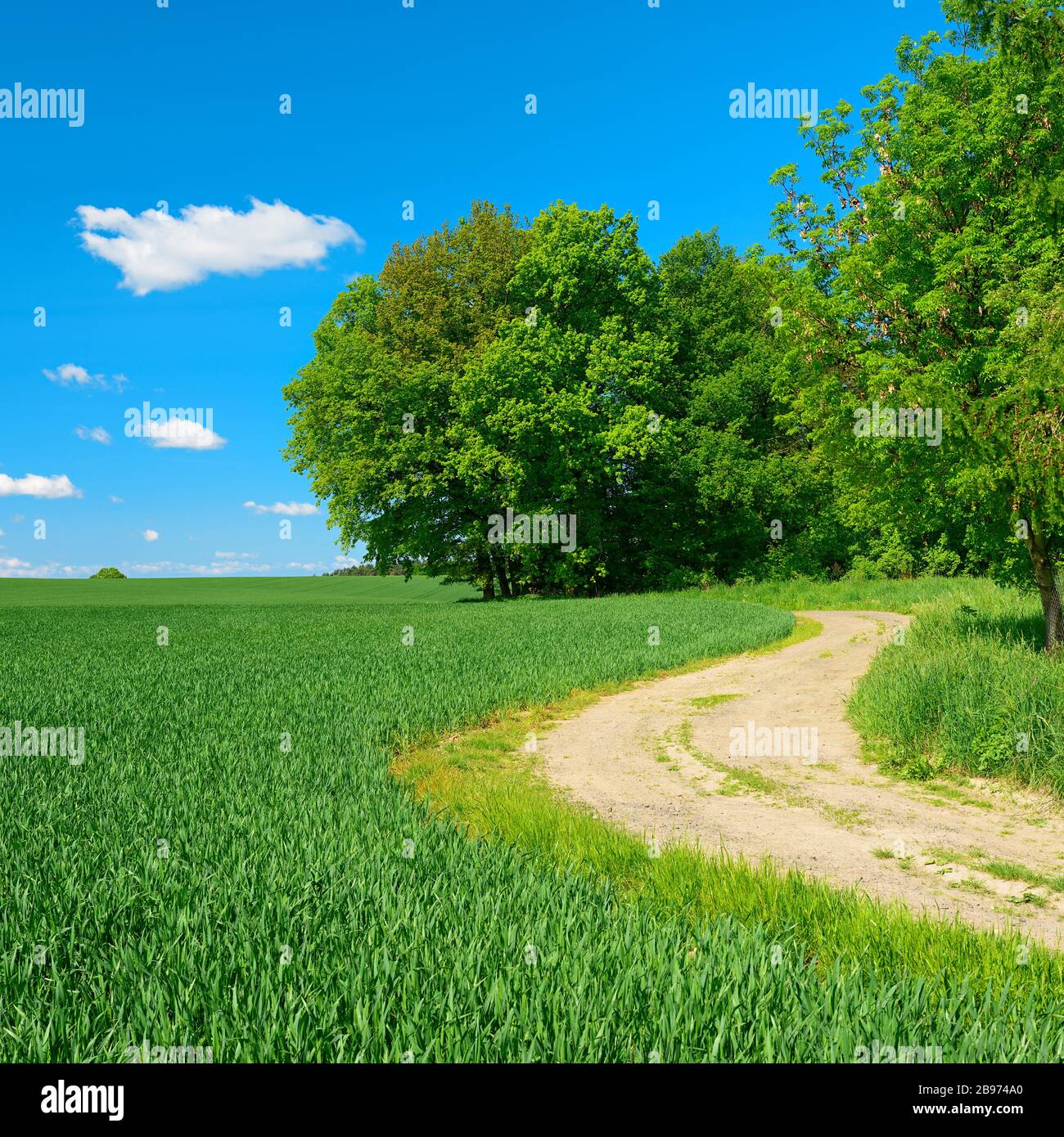 Campo percorso ai margini di una foresta attraverso il paesaggio culturale in primavera, campi di mais verde, cielo blu con cumuli nuvole, vicino a Hermsdorf Foto Stock