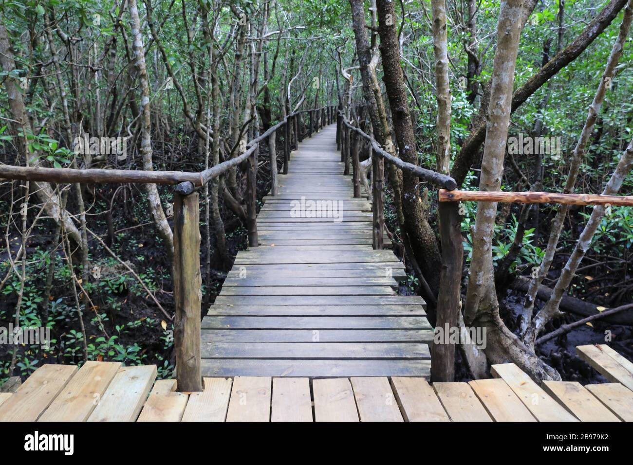 ponte in legno nella foresta di mangrovie Foto Stock
