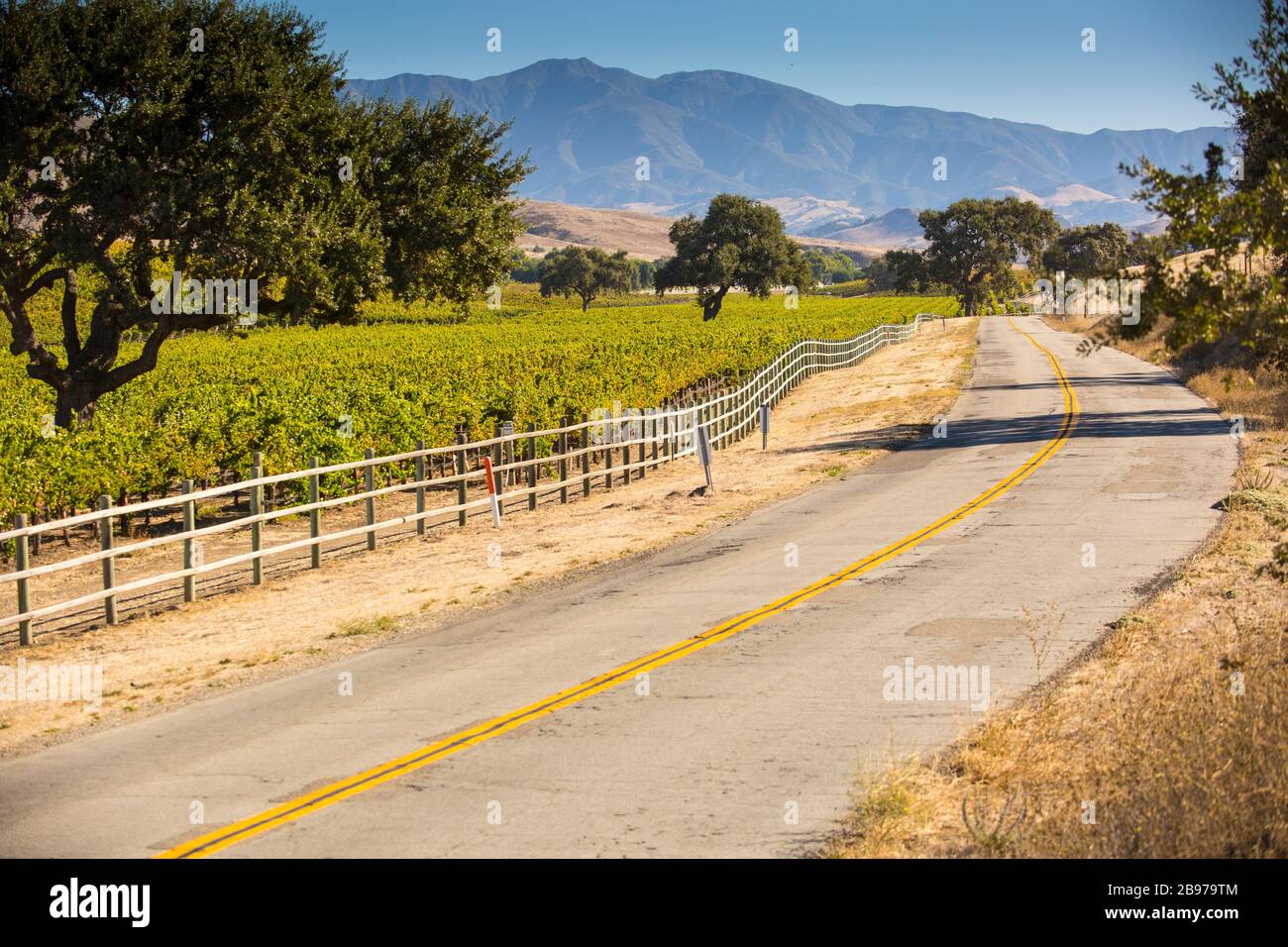 Vigneti lungo una strada nella Valle di Santa Ynez, California Foto Stock