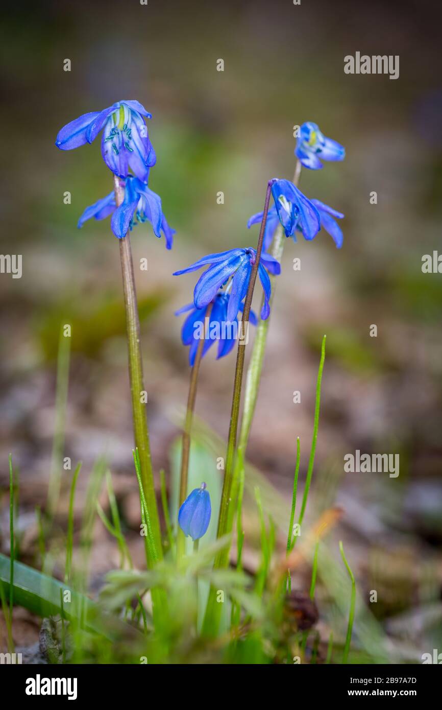 Scilla bifolia fiori selvatici nella foresta Foto Stock