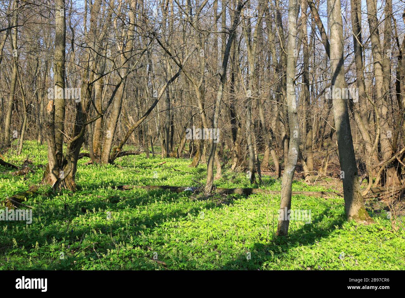 prato verde con fiori selvatici nella foresta primaverile Foto Stock