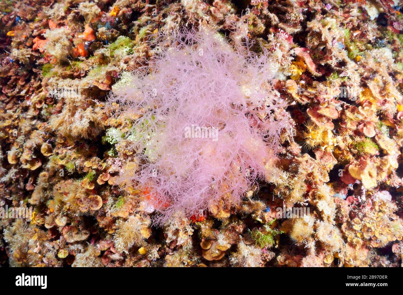 Primo piano subacqueo di Gloiosiphonia capillaris nel Parco Naturale di Ses Salines (Formentera, Isole Baleari, Mar Mediterraneo, Spagna) Foto Stock