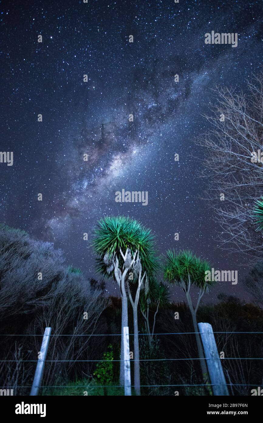 Alberi di cavolo sotto la strada lattea a Omaha, Nuova Zelanda Foto Stock