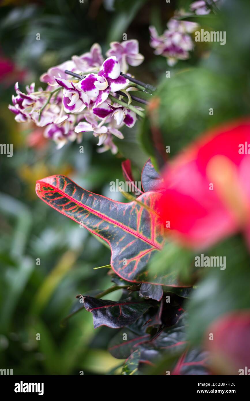 Codiaeum Variegatum Fire Croton Garden Croton Leaf nel Conservatorio della Principessa del Galles, Royal Botanical Gardens a Kew, Richmond, Londra Foto Stock