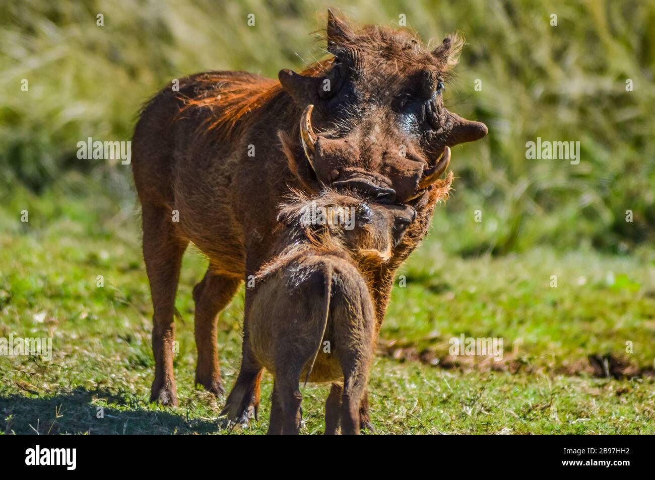 Warthog comune interagire e giocare in un sudafricano game reserve Foto Stock