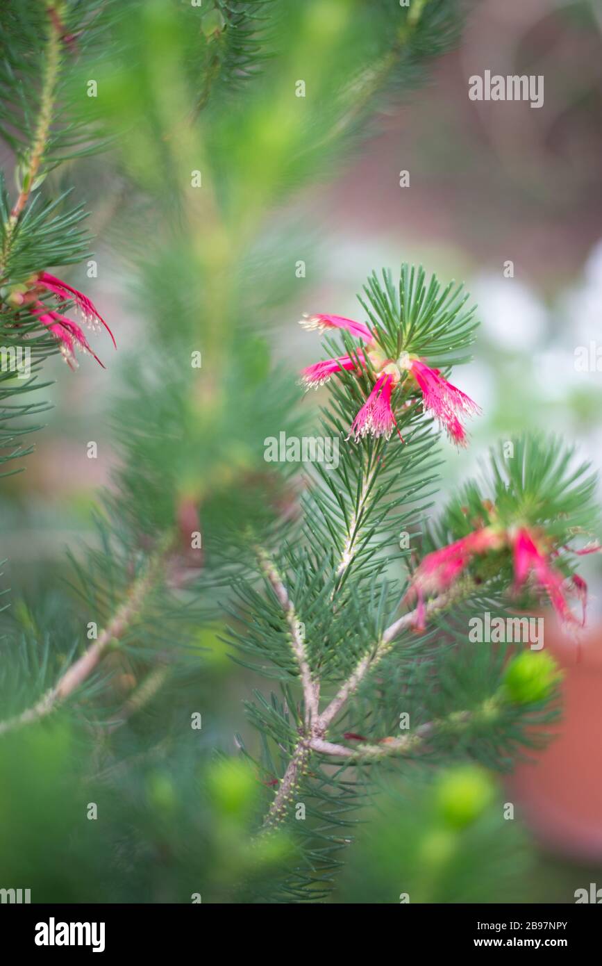 Calothamnus Quadrifidus un lato Bottlebrush dettaglio di fiori nel Conservatorio della Principessa del Galles, Royal Botanical Gardens a Kew, Richmond, Londra Foto Stock
