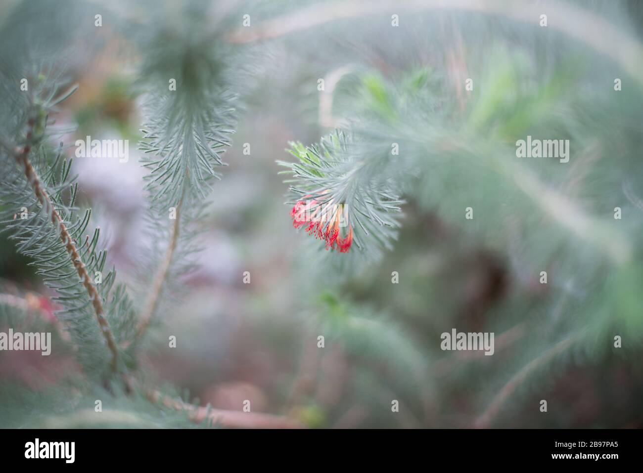 Calothamnus Quadrifidus un lato Bottlebrush dettaglio di fiori nel Conservatorio della Principessa del Galles, Royal Botanical Gardens a Kew, Richmond, Londra Foto Stock