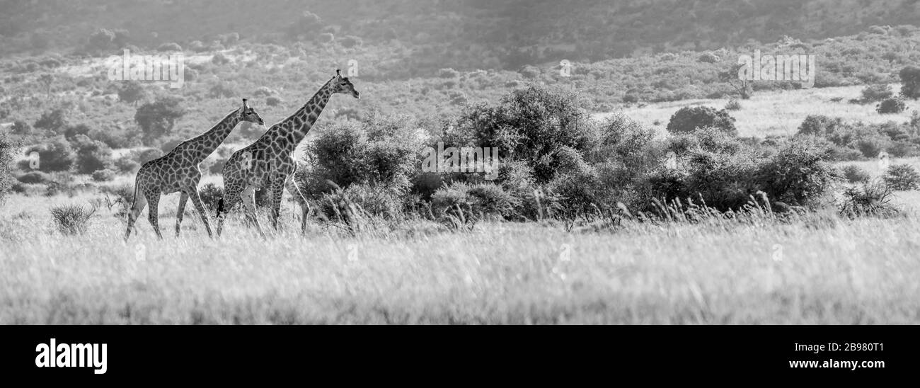 Autentico True South African Safari esperienza di Bushveld in una riserva naturale Foto Stock