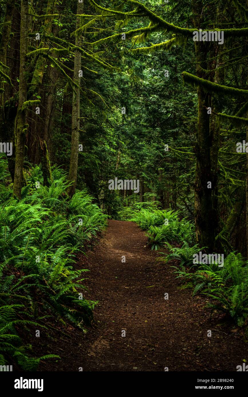 Sentieri attraverso una foresta di felci Foto Stock
