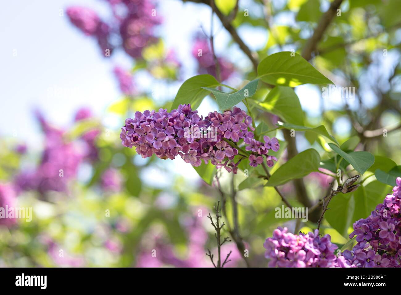 La primavera è balzata al Brooklyn Botanical Garden per il suo festival annuale di fiori di ciliegio. Foto Stock