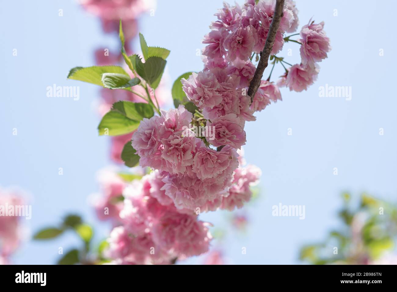 La primavera è balzata al Brooklyn Botanical Garden per il suo festival annuale di fiori di ciliegio. Foto Stock