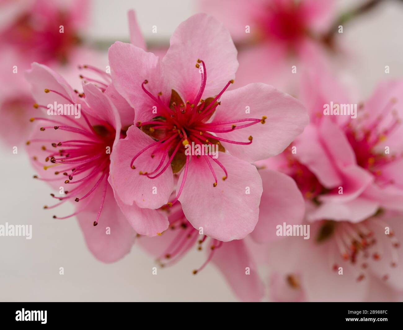Bella pesca rosa fiore, Prunus persica Peregrine, contro una parete bianca pianura Foto Stock