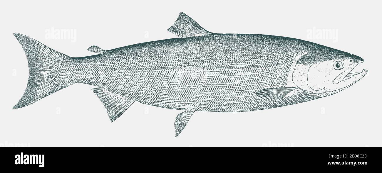 Salmone kokanee maschio immagini e fotografie stock ad alta risoluzione -  Alamy