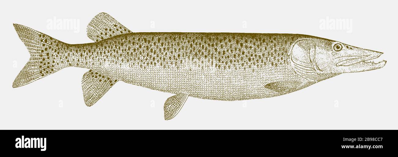 Muskellunge, esox masquinongy, un pesce d'acqua dolce proveniente da laghi, ruscelli e paludi lungo la costa atlantica del Nord america in vista laterale Illustrazione Vettoriale