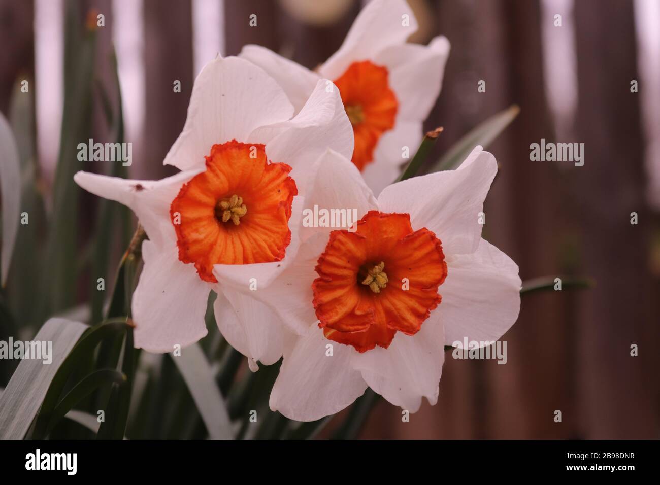 Un closeup di bianco con un daffodil centro arancione Foto Stock