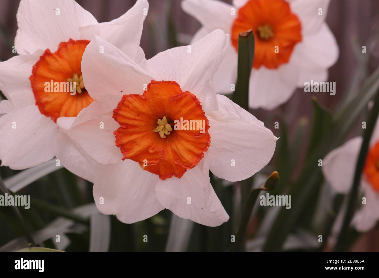 Un closeup di bianco con un daffodil centro arancione Foto Stock