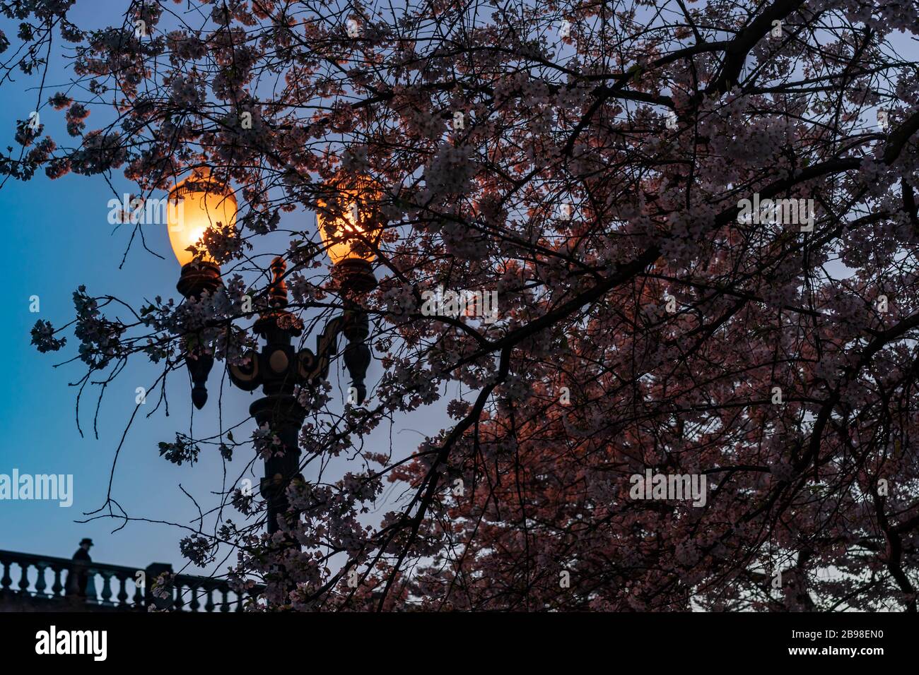 Spring Cherry Blossoms sul lungomare di Portland, Oregon, Stati Uniti Foto Stock