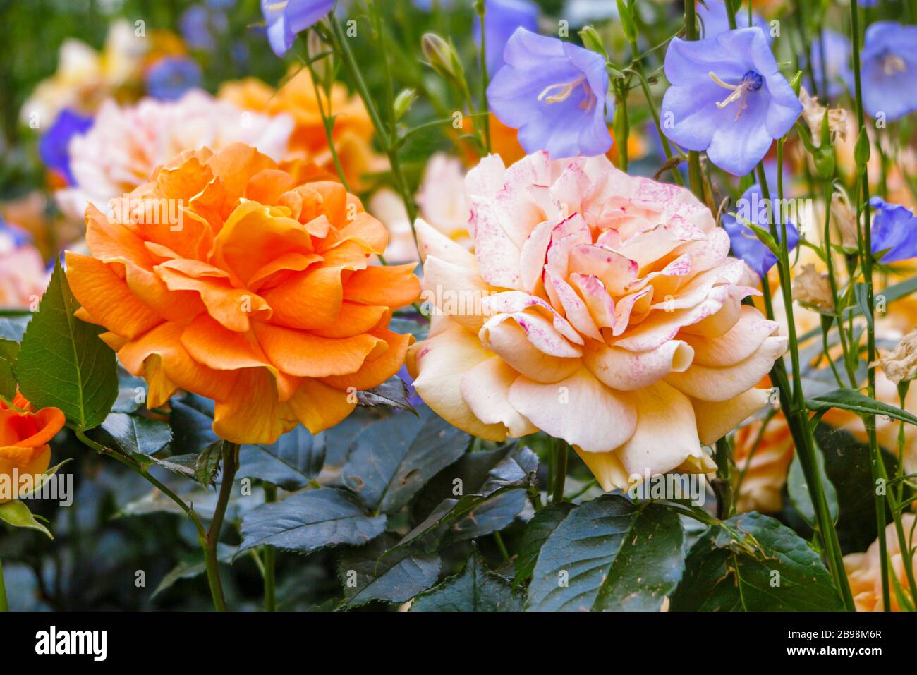 Graziosa albicocca arancione fragrante completamente doppia floribunda rosa 'bowled over' che si affievolisce a rosa fioritura con campanula blu pallido in un giardino inglese Foto Stock