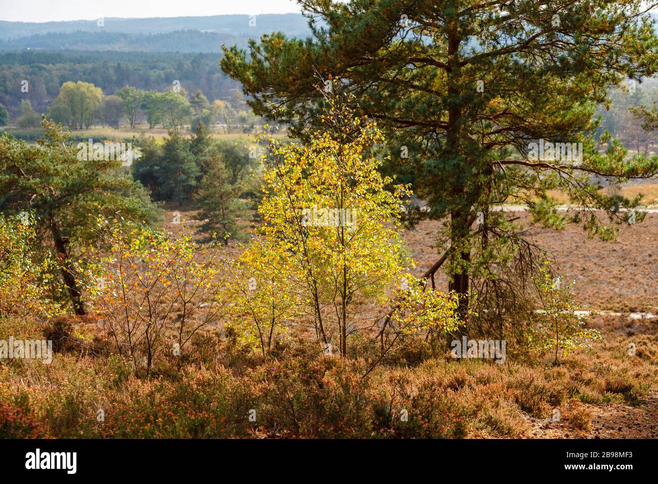 Alberi di betulla d'argento (pendula Betula) nei colori autunnali in legno a Frensham Ponds vicino Farnham, Surrey, Inghilterra sud-orientale Foto Stock