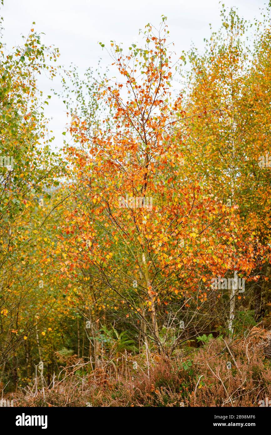 Albero di betulla d'argento (pendula Betula) in colori autunnali in legno a Frensham Stagni vicino Farnham, Surrey, sud-est Inghilterra Foto Stock