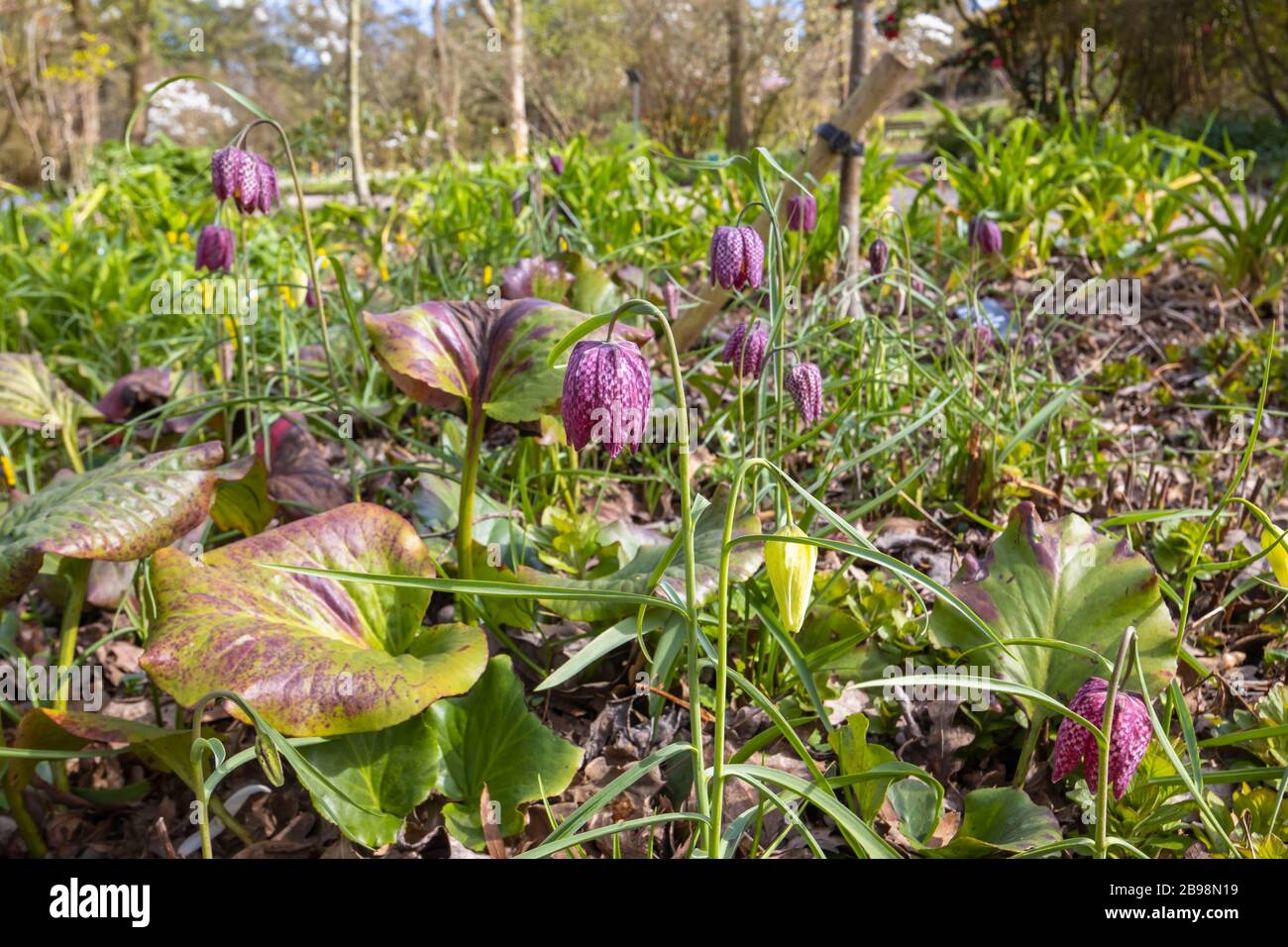 Delicato fritta viola o giglio di testa del serpente, (Fritillaria meleagris) fioritura nel bosco a RHS Garden, Wisley, Surrey in primavera Foto Stock