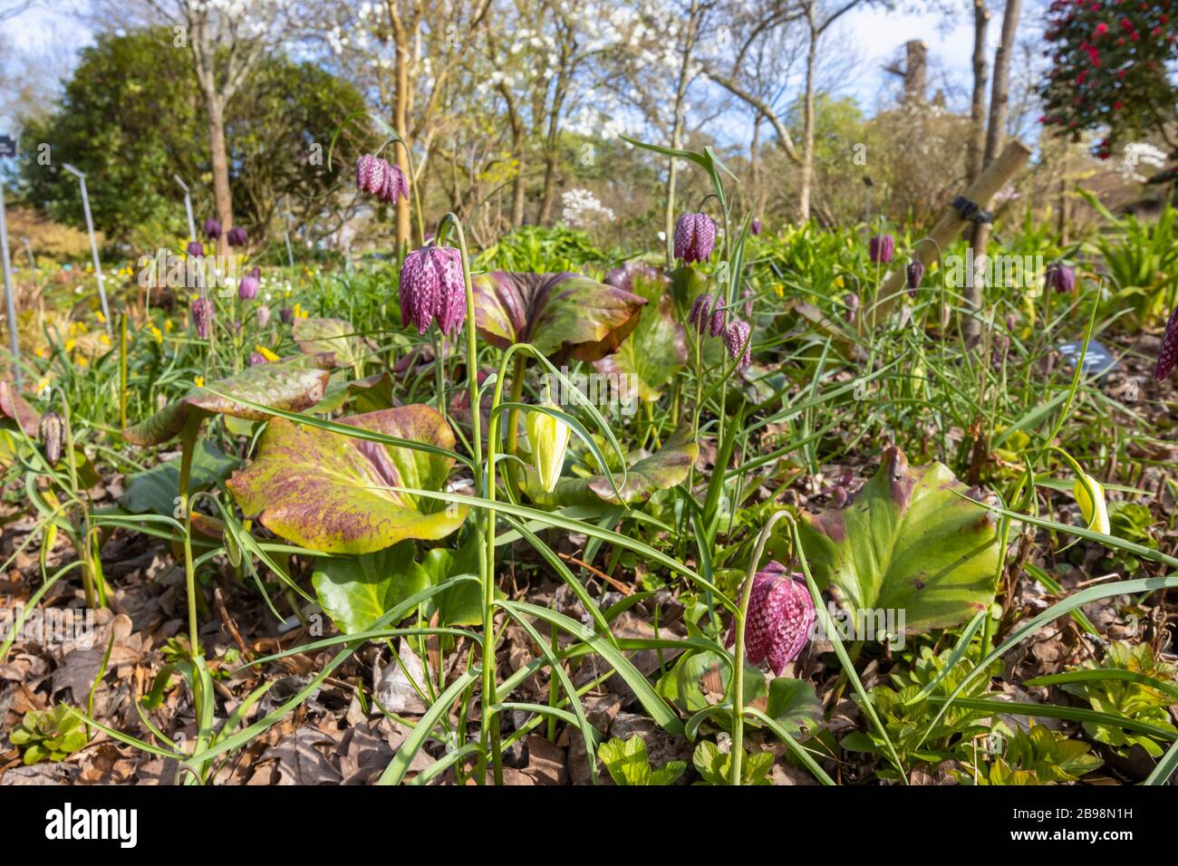 Delicato fritta viola o giglio di testa del serpente, (Fritillaria meleagris) fioritura nel bosco a RHS Garden, Wisley, Surrey in primavera Foto Stock