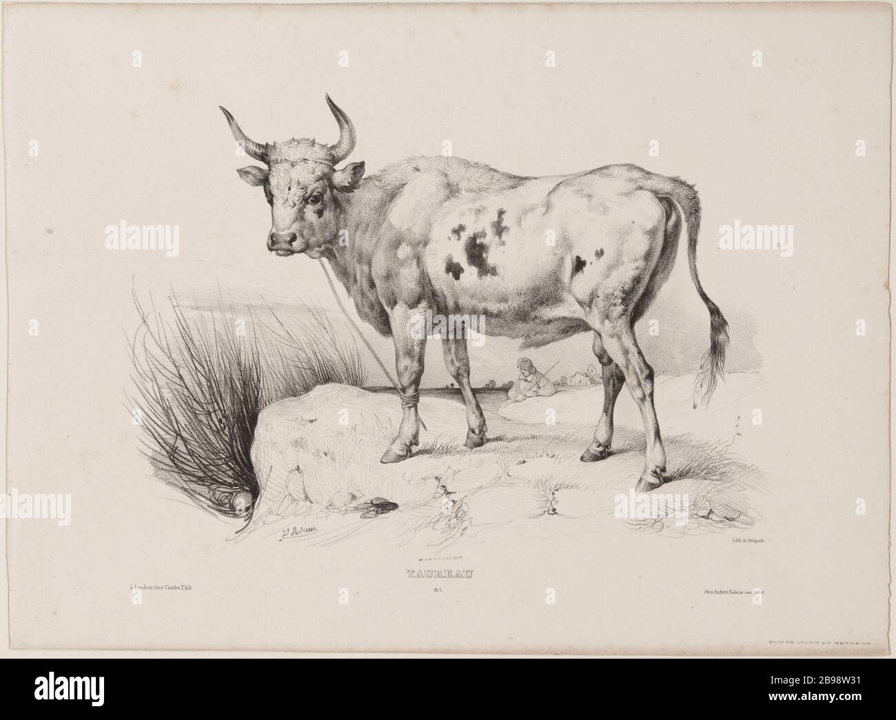 Bull (pl.2) Jean-Victor Vincent Adam (1801-1866), peintre et lithographe français. Taureau (pl.2). Lithographie au crayon, XIXème siècle. Parigi, musée Carnavalet. Foto Stock