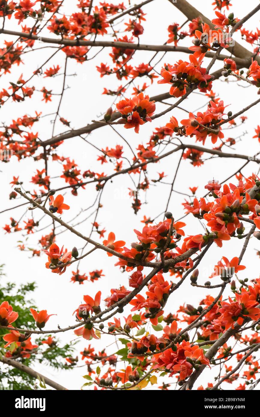 Fioritura di bombax ceiba o rosso albero di cotone Foto Stock